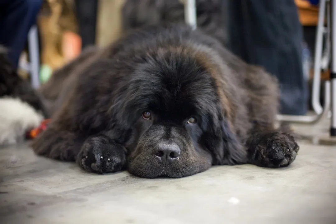 What is the life expectancy of a golden Newfie?, Lifespan Range