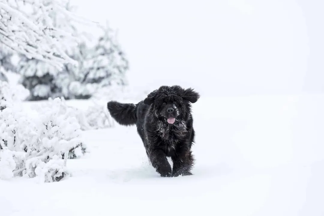 What is the life expectancy of a golden Newfie?