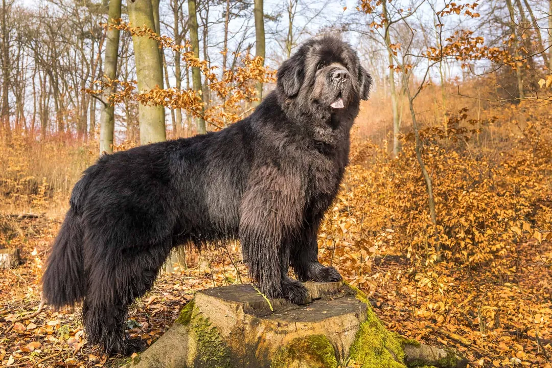 What is the life expectancy of a golden Newfie?, Lifespan Range