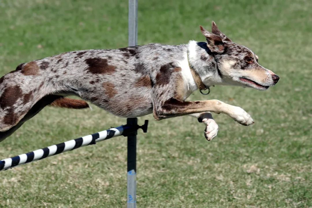 What is the life expectancy of a Koolie?, Age Span