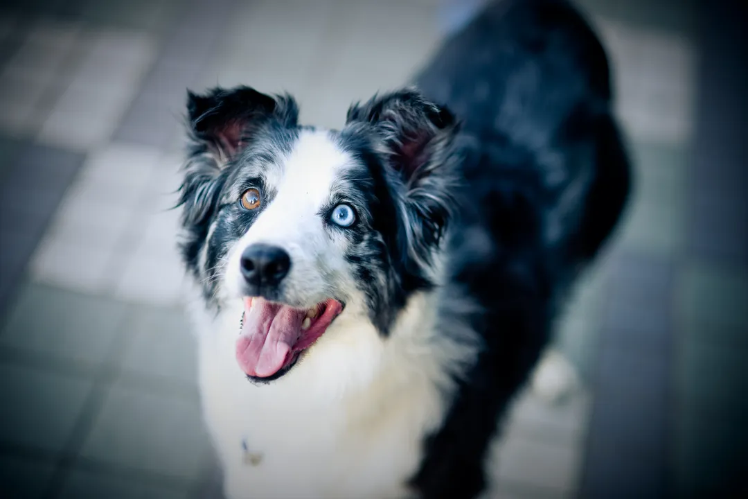 What is the life expectancy of a Koolie?, Maximal Care