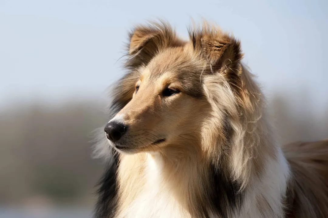 What is the life expectancy of a Scotch Collie?