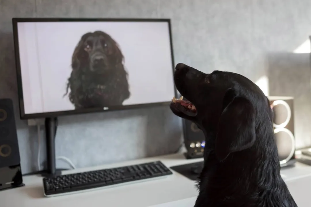 What is the life expectancy of a spanador?