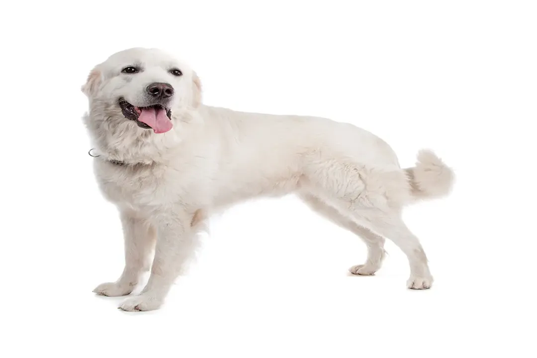 What is the life expectancy of a Tatra shepherd dog?, Expected Years