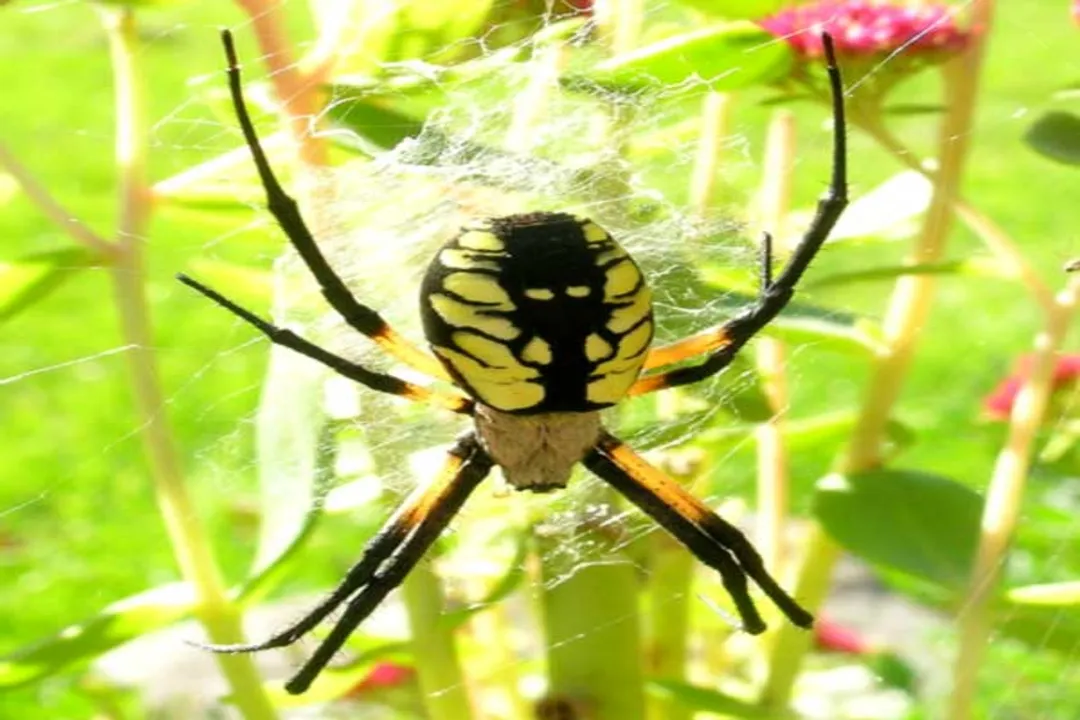 What is the lifecycle of a garden spider?