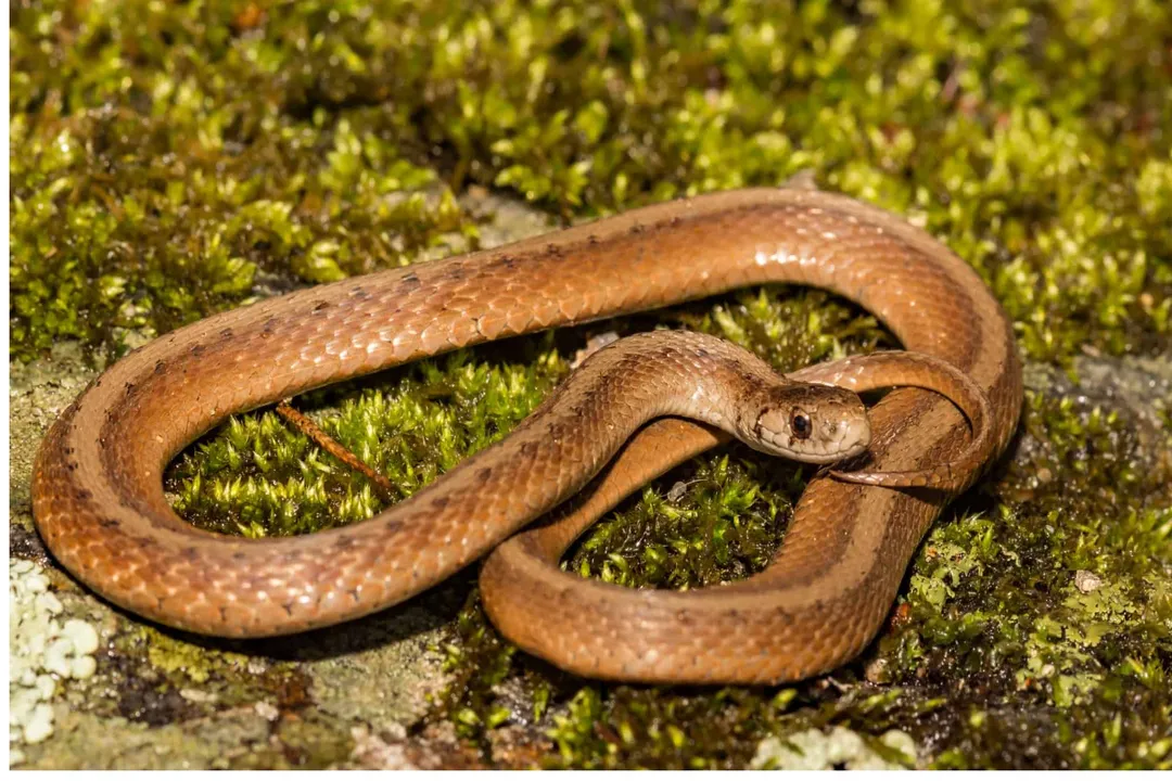 What is the lifespan of a brown snake?