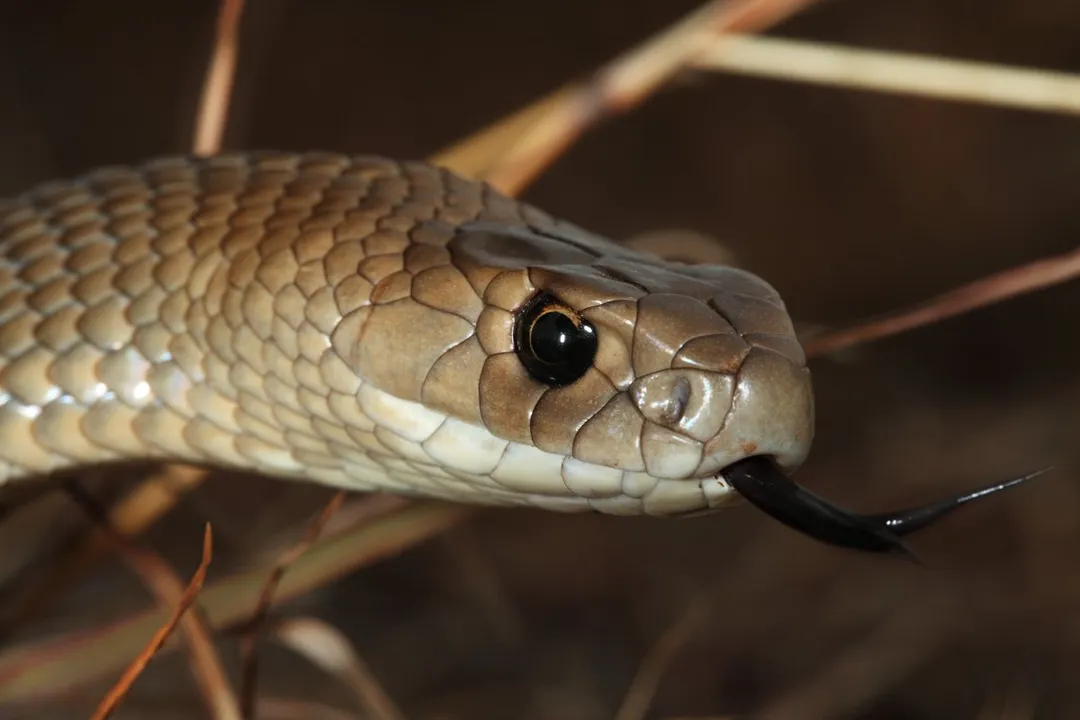 What is the lifespan of a brown snake?, Small Tenant