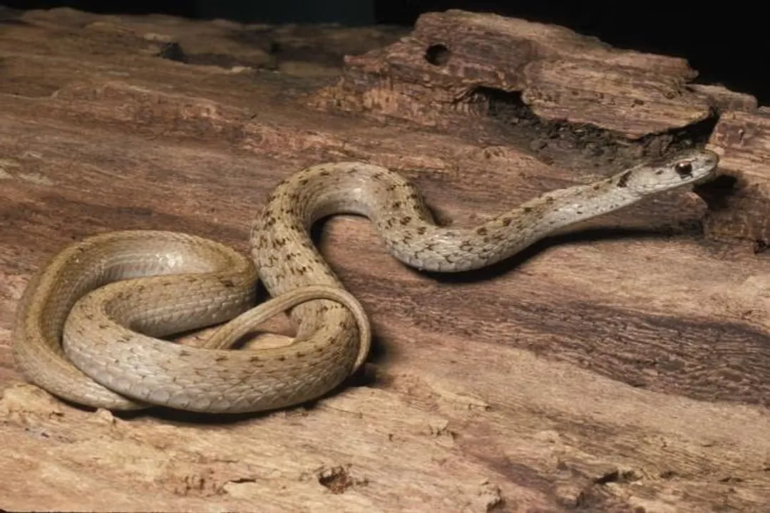 What is the lifespan of a brown snake?, Australian Giant