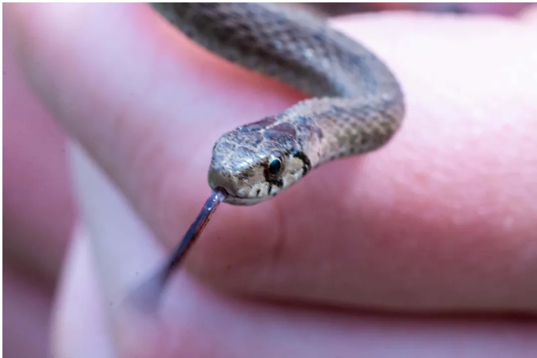 What is the lifespan of a brown snake?, Longevity Factors