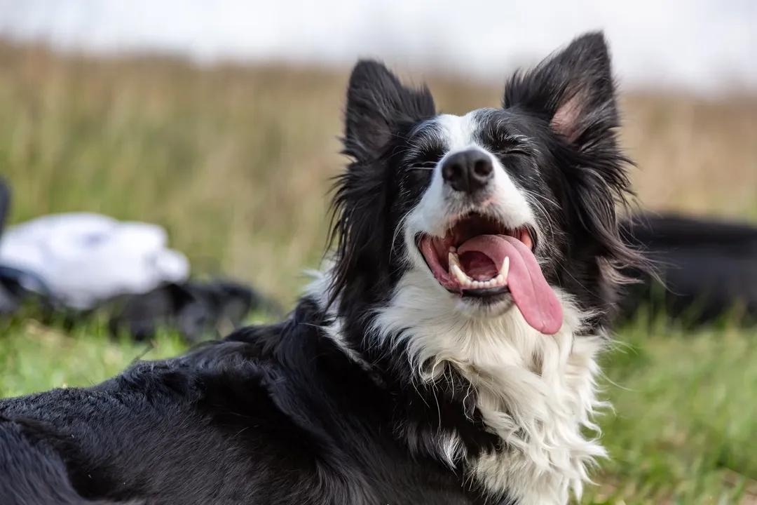 What is the lifespan of a Collie mix?, Health Concerns