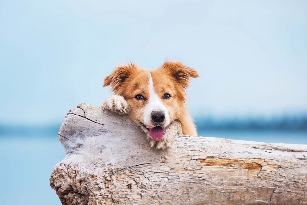 What is the lifespan of a Collie mix?