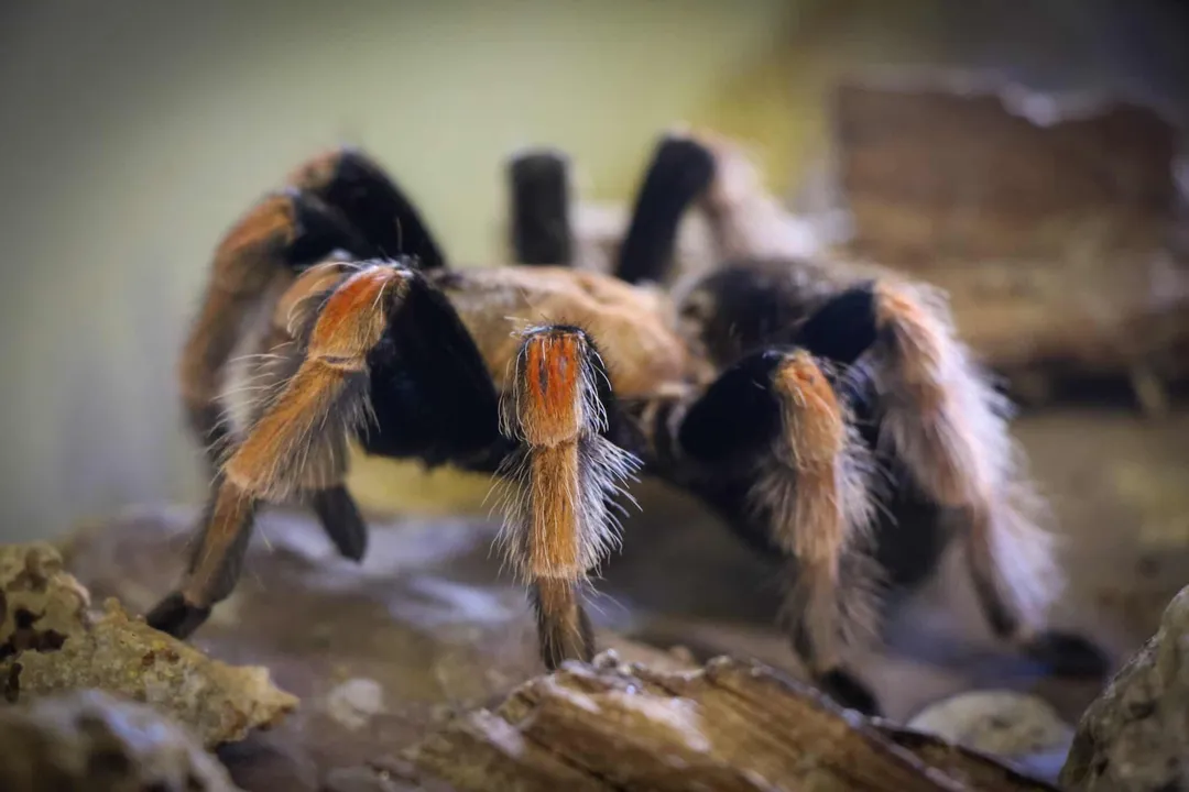 What is the lifespan of a fireleg tarantula?, Age Figures