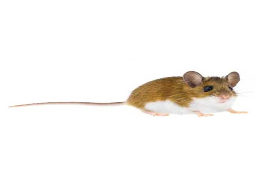 What is the lifespan of a Florida mouse?
