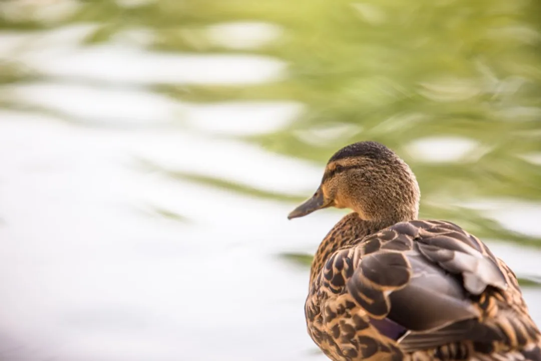 What is the lifespan of a French Lop?, Size Implications