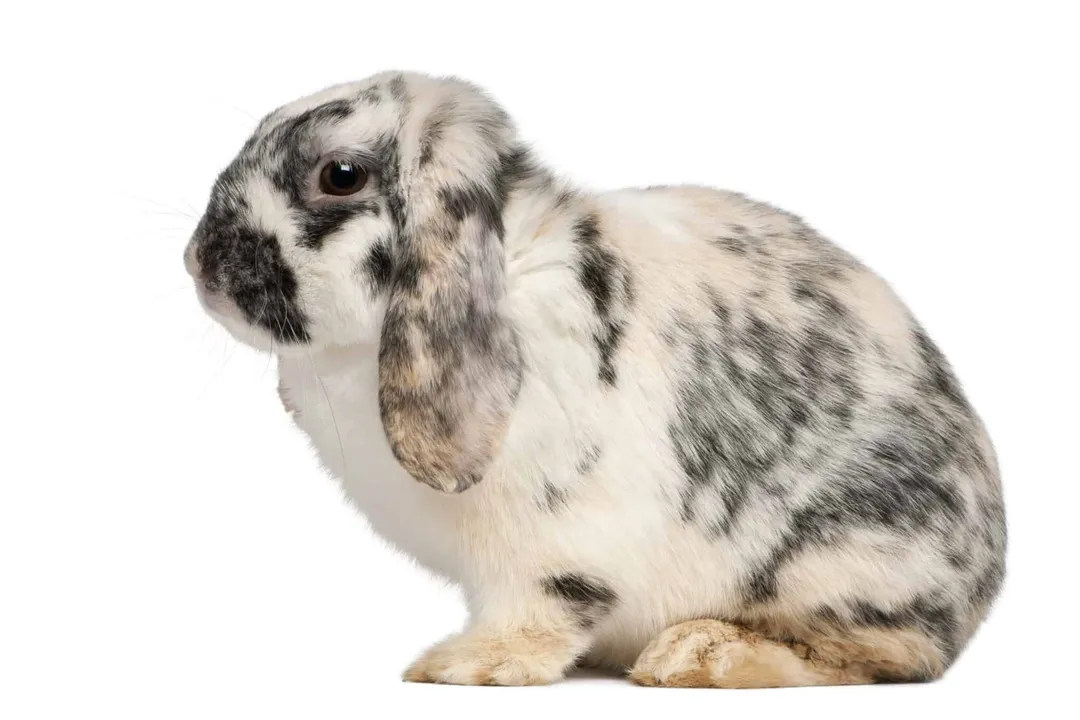 What is the lifespan of a French Lop?, Range Discrepancies