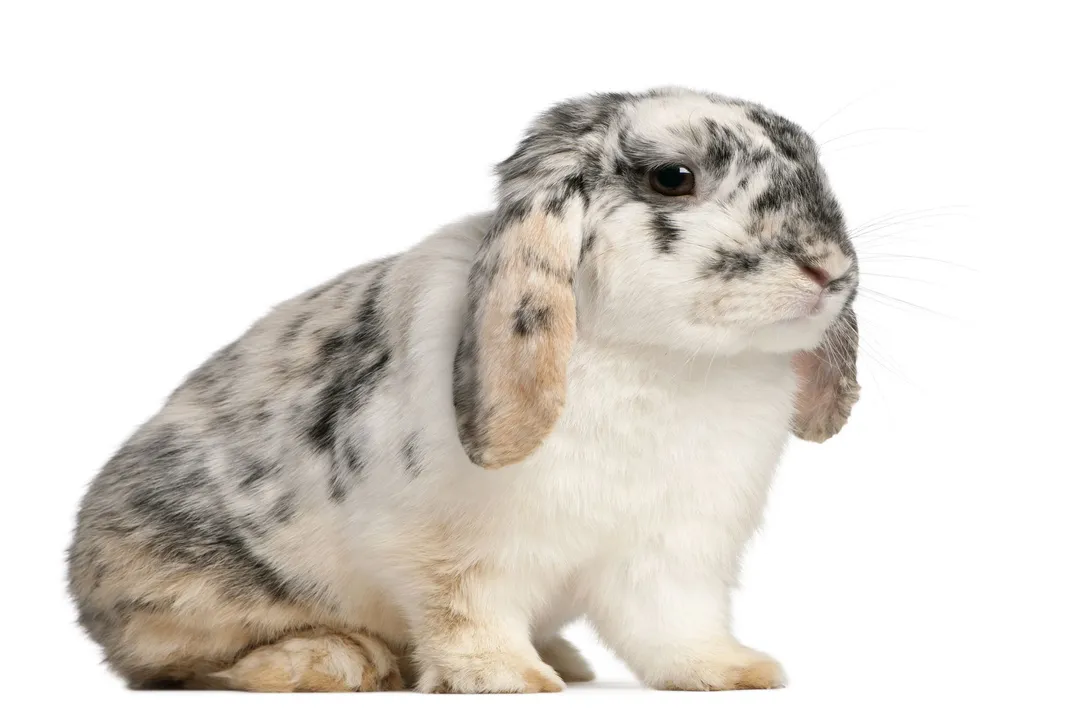 What is the lifespan of a French Lop?, Essential Care Factors