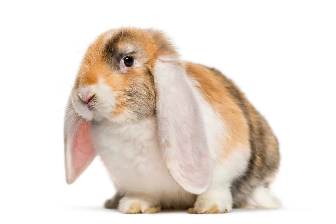What is the higher potential longevity range often cited by expert listings for French Lops?