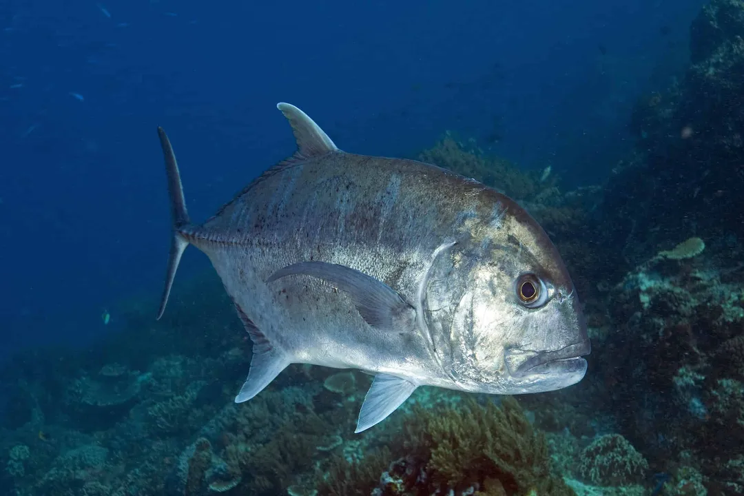 What is the lifespan of a giant trevally?, Age Determination
