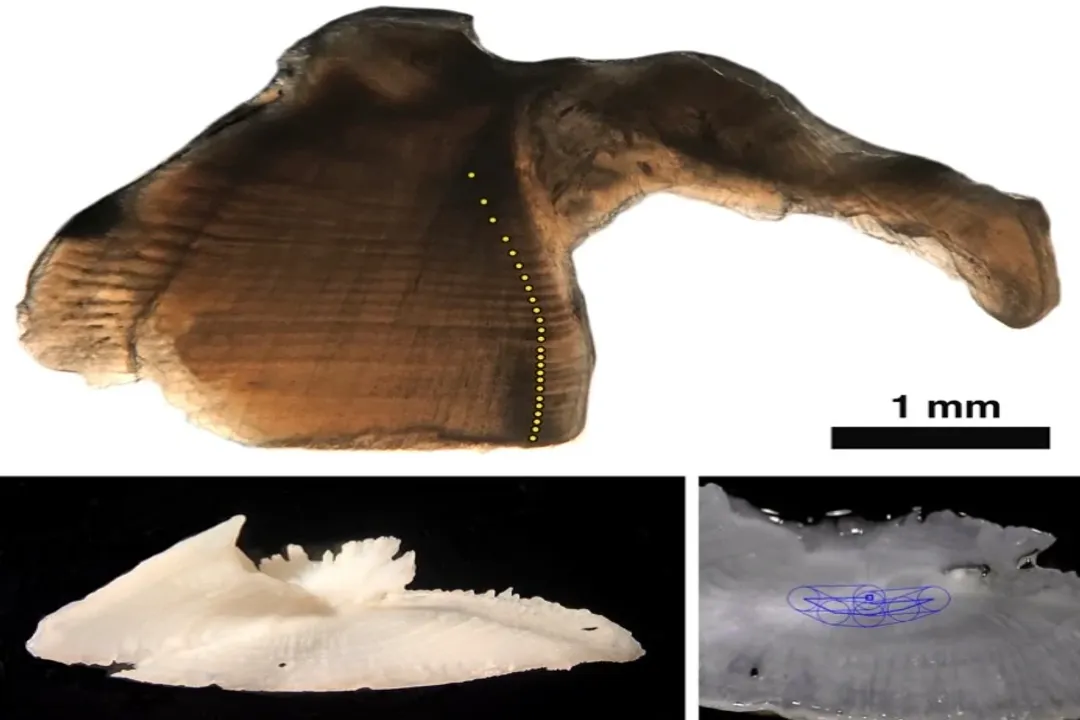 What is the lifespan of a giant trevally?, Size Versus Years