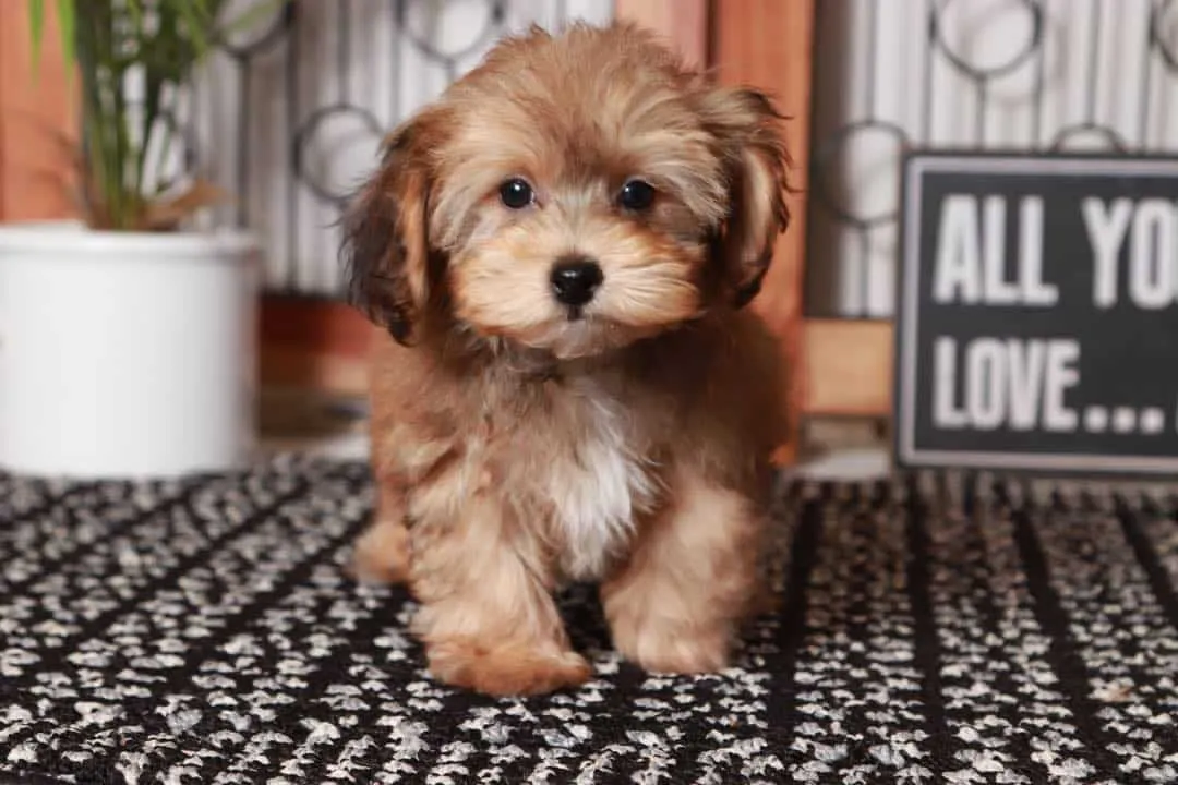 What is the lifespan of a Havapoo?, Breed Mix