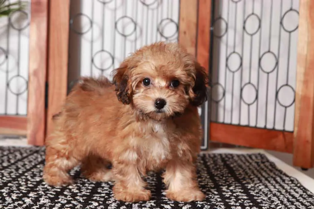 What is the lifespan of a Havapoo?, Range Estimate