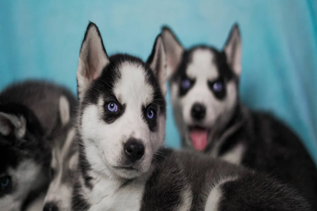 What is the lifespan of a mini husky?, Defining the Miniature