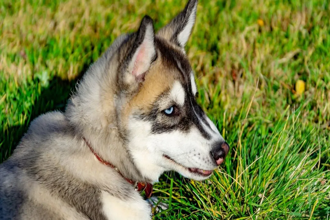 What is the lifespan of a mini husky?, Longevity Data Comparison