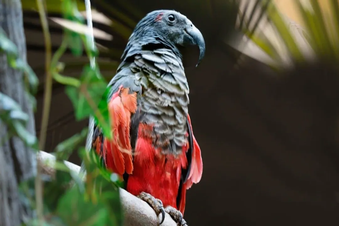 What is the lifespan of a Pesquet's parrot?, Captive Survival Records