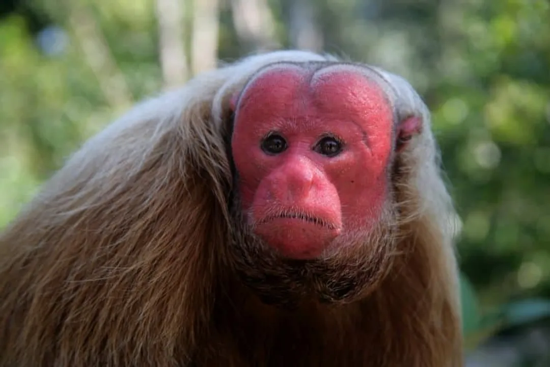 What is the lifespan of a uakari monkey?