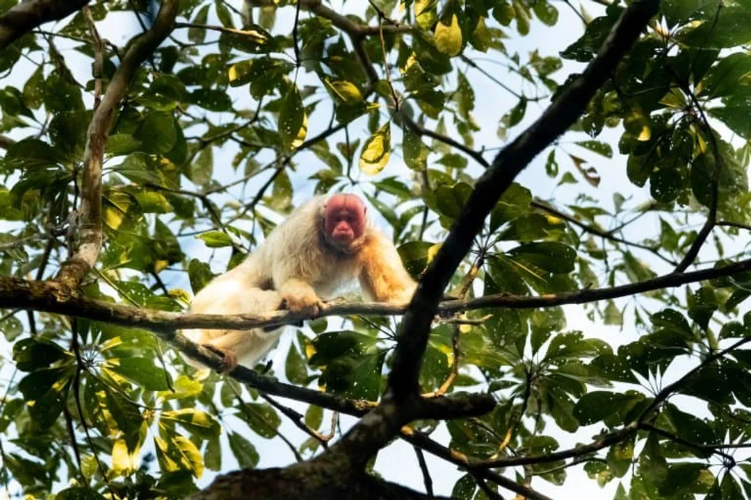 What is the lifespan of a uakari monkey?, Longevity Contrast