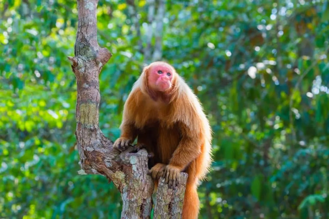 What is the lifespan of a uakari monkey?, Lifespan Data