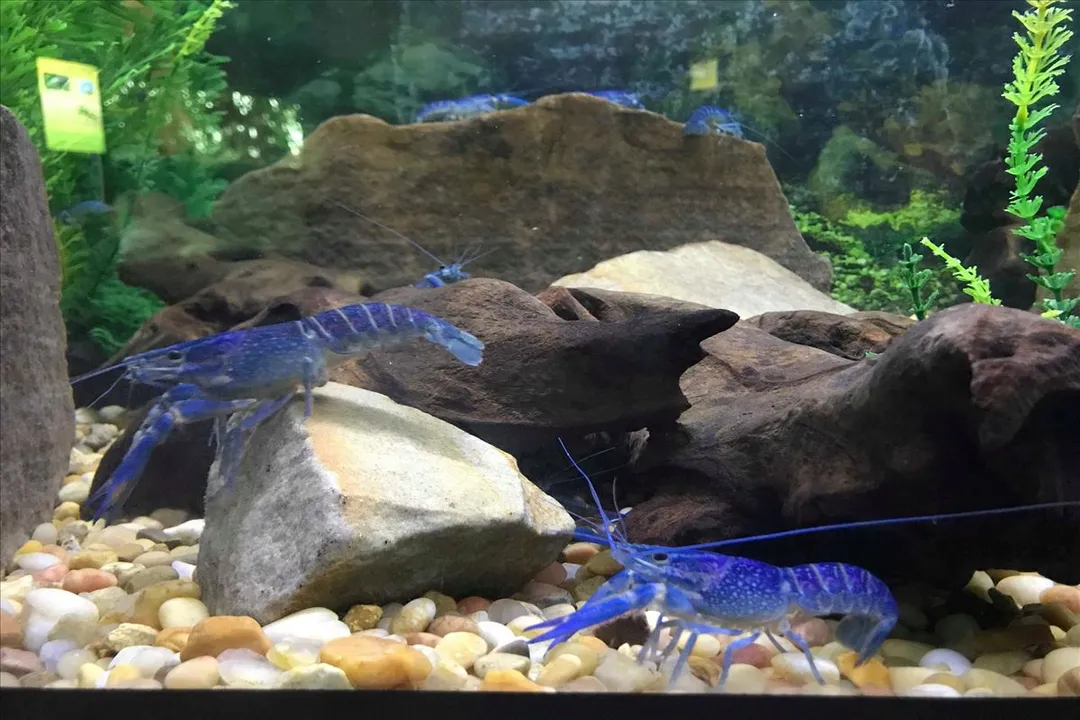 What is the lifespan of a yabby?, Species Identity