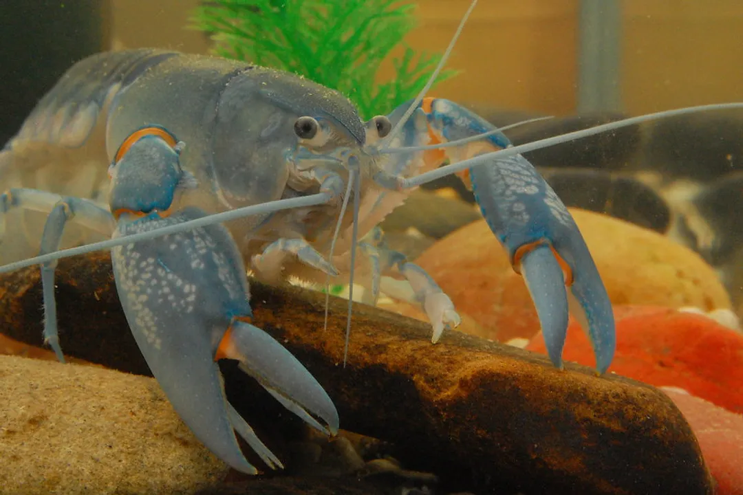 What is the lifespan of a yabby?