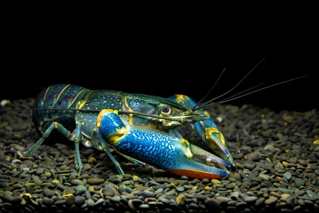 What is the lifespan of a yabby?, Longevity Variances