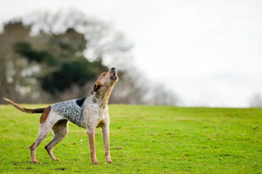 What is the lifespan of an American coonhound?