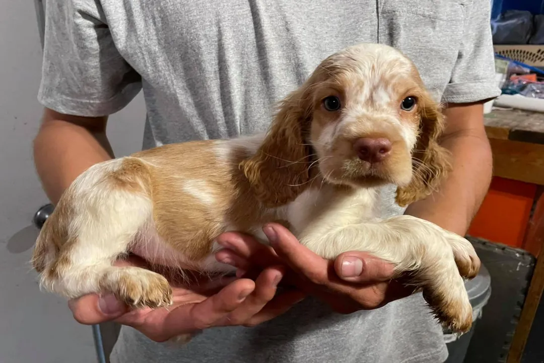 What is the lineage of the Springer Spaniel?