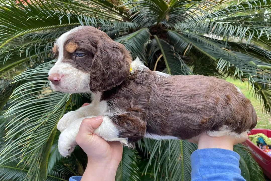 What is the lineage of the Springer Spaniel?, Ancient Roots