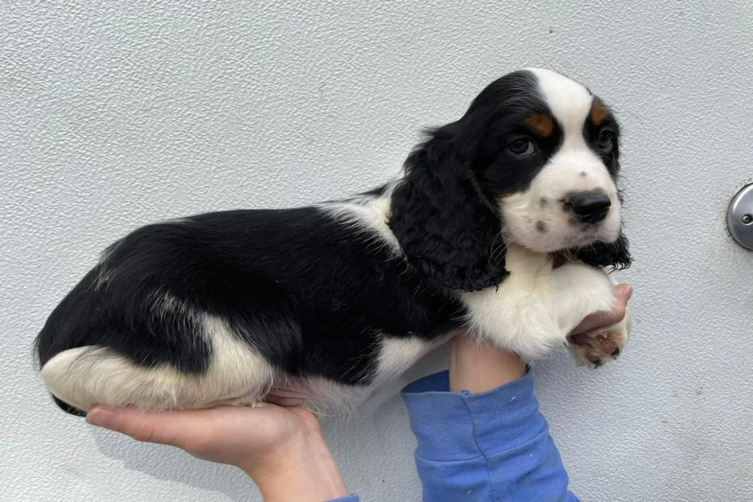 What is the lineage of the Springer Spaniel?, Formalizing Standards