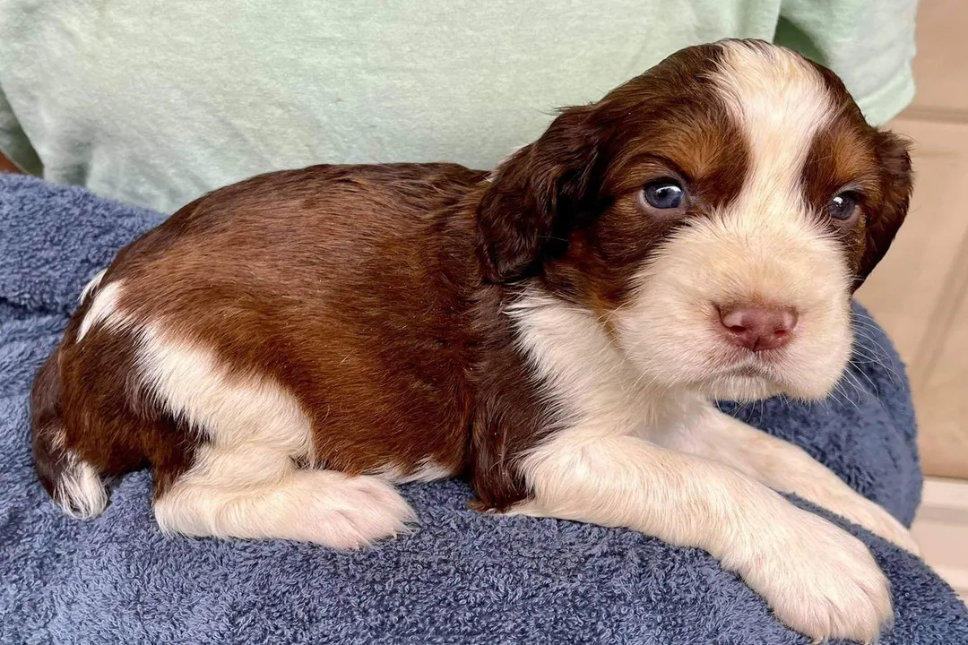 What is the lineage of the Springer Spaniel?, Across the Water