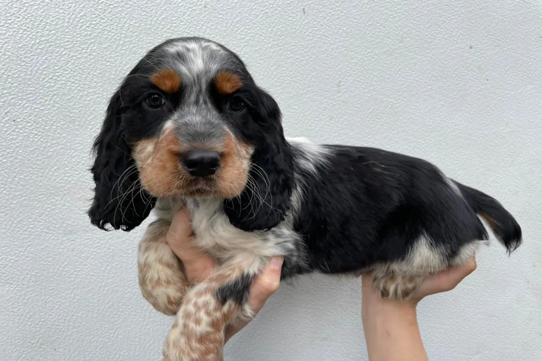 What is the lineage of the Springer Spaniel?, Size Division