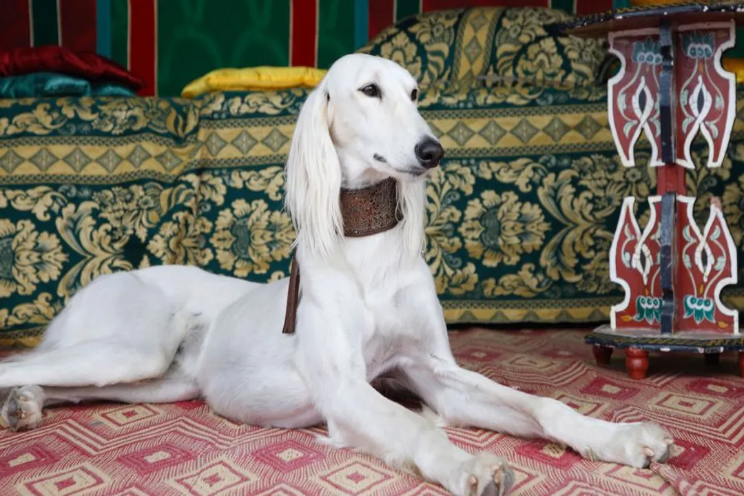 What is the lineage of the Weimaraner?, Secrecy Maintained