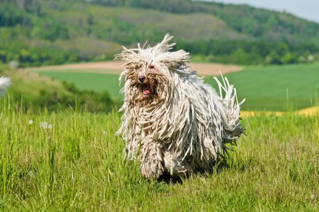 What is the lineage of the Weimaraner?, Global Introduction