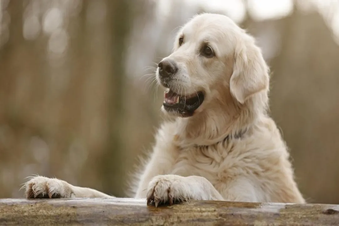 What is the lineage of the Weimaraner?, German Court Origins