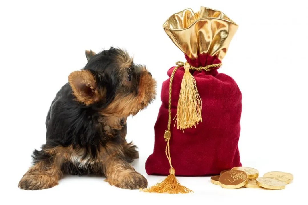 What is the lineage of the Weimaraner?