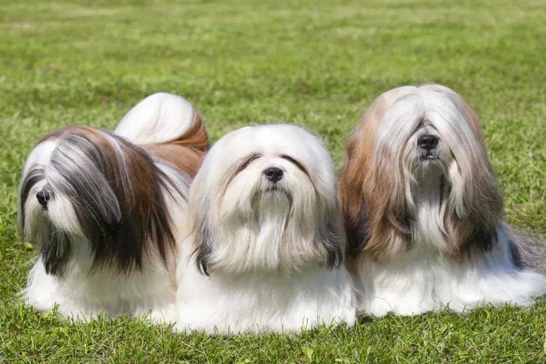 What is the main cause of death for Lhasa Apso?, Liver Shunts