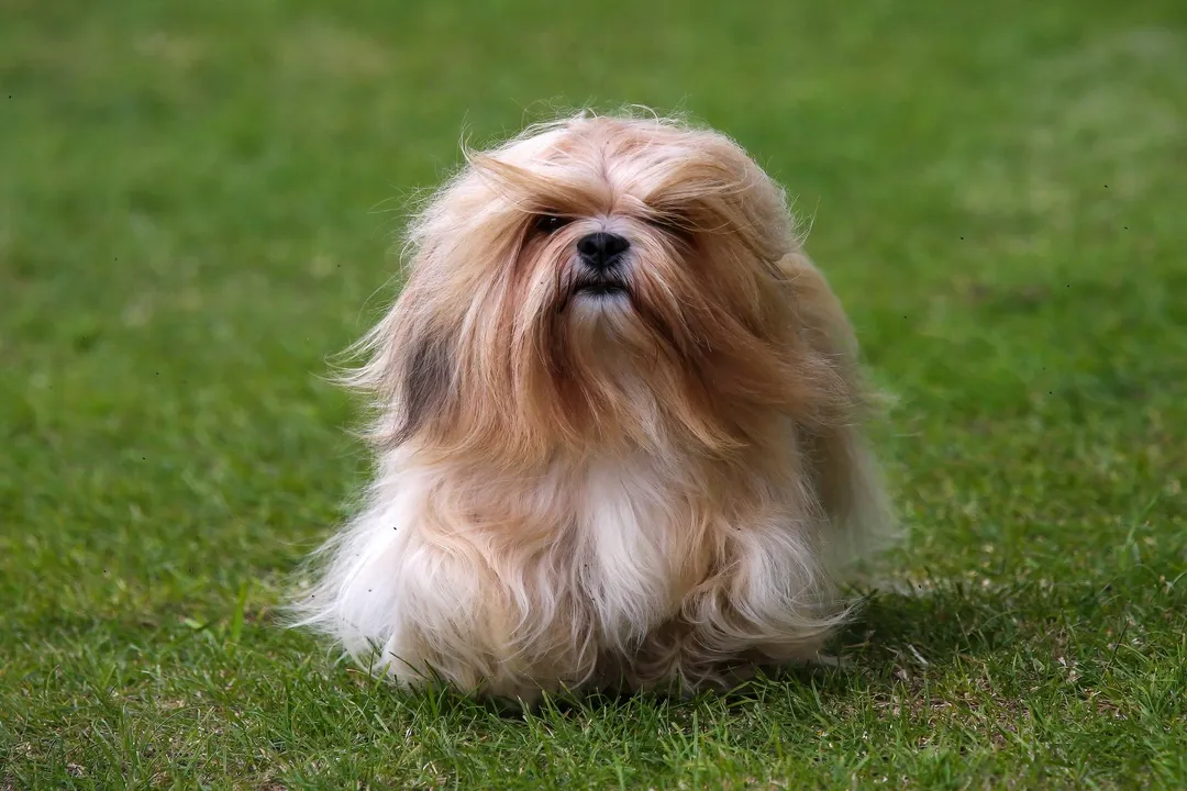What is the main cause of death for Lhasa Apso?, Hormonal Imbalance
