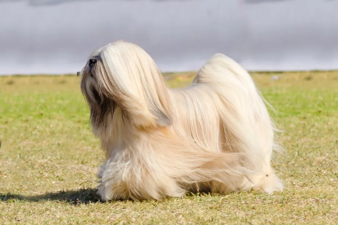 What is the main cause of death for Lhasa Apso?, Kidney Concerns
