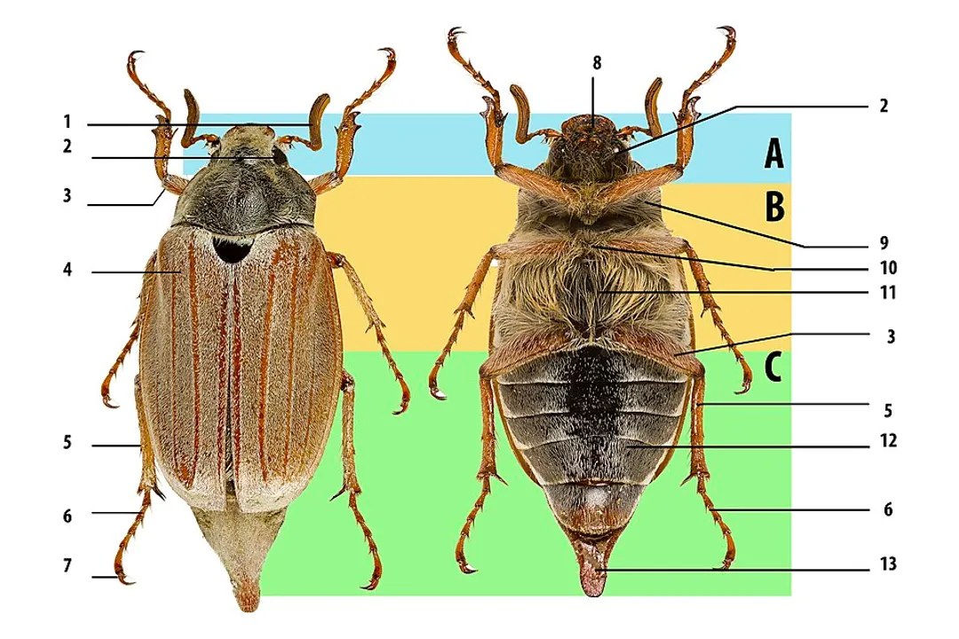 What is the main diet of a beetle?, Dietary Spectrum