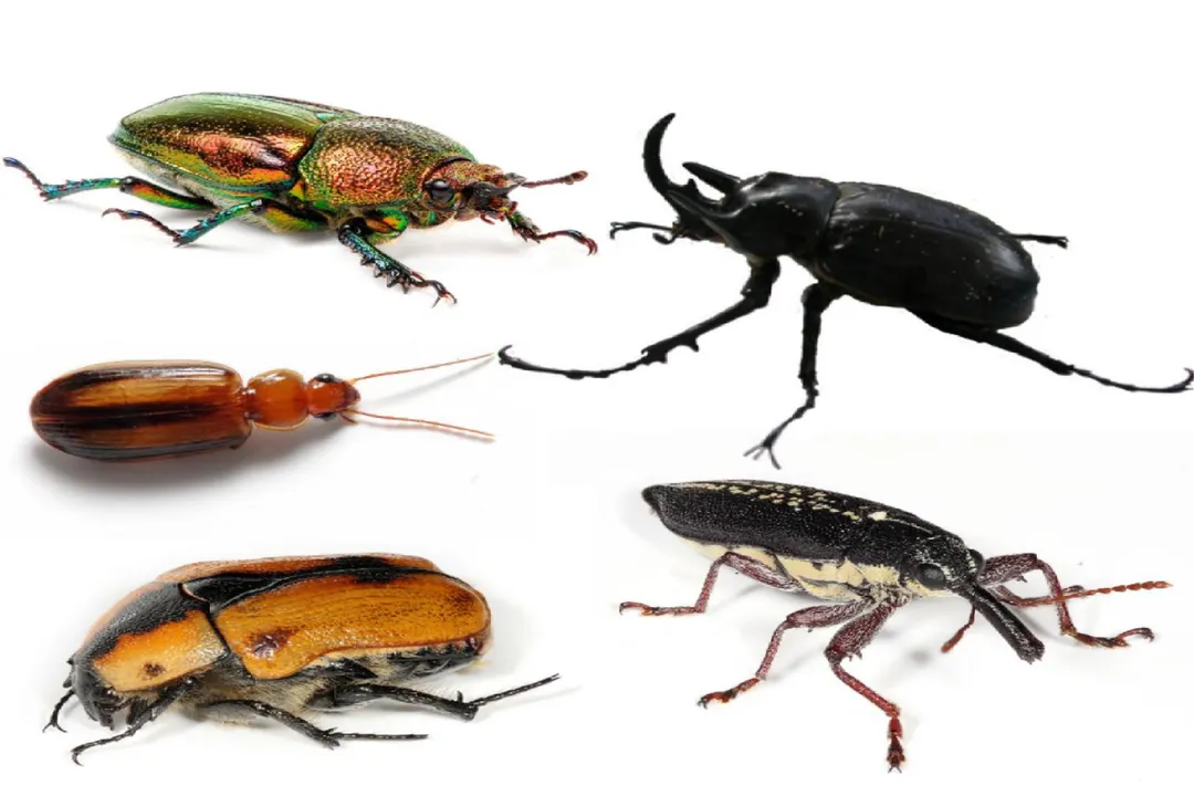 What is the main diet of a beetle?, Predator Roles