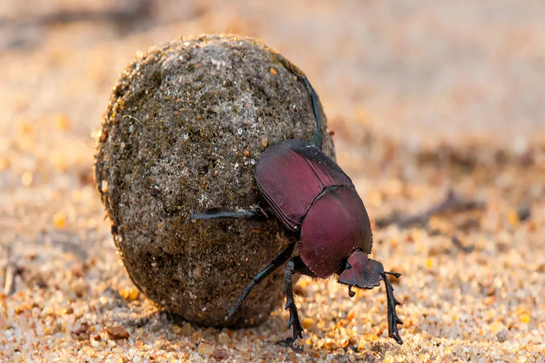 What is the main diet of a beetle?, Decay Consumers